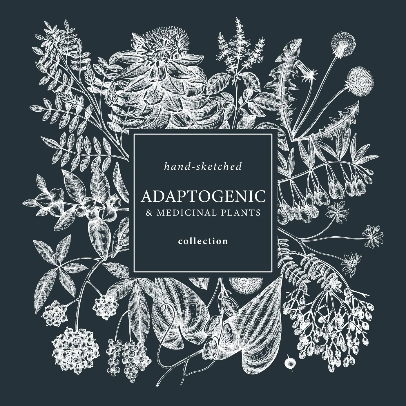 Adaptogenic plants square wreath on chalkboard. Hand-sketched medicinal herbs, weeds, berries, leaves frame design. Perfect for brands, label, packaging. Hand sketched adaptogens outlines.  Illustration